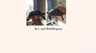 Rehomed...Marginated : Both young approx 5 years old (KC & Bubblegum)